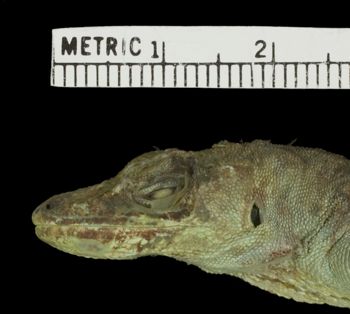 Media type: image;   Herpetology R-6183